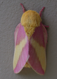 Rosy Maple Moth